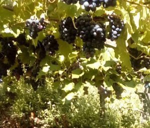 Weintrauben am Busch in der Natur