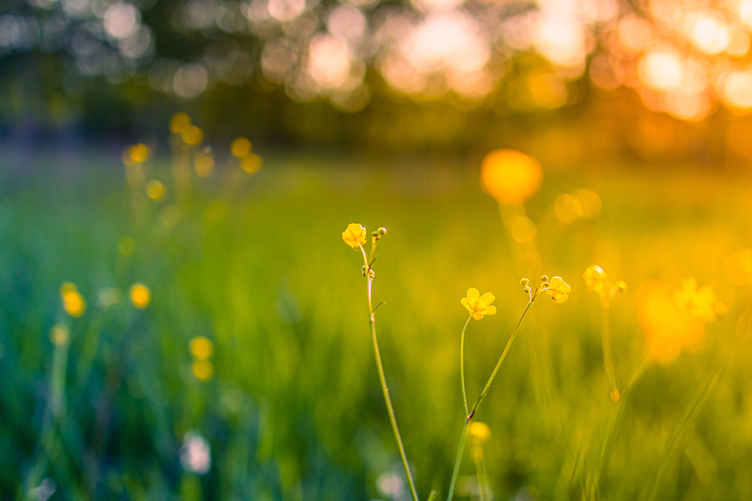 Adobe-Blumen