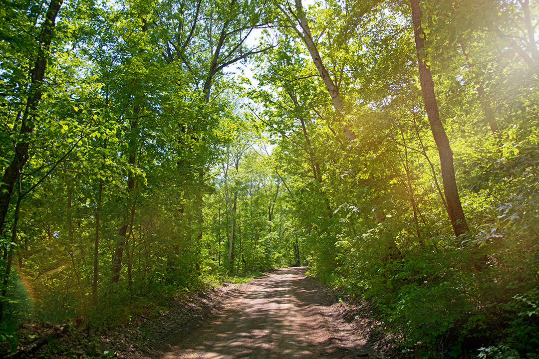Ein sommerlicher Waldweg, ohne Menschen, schöne ruhige Atmosphäre